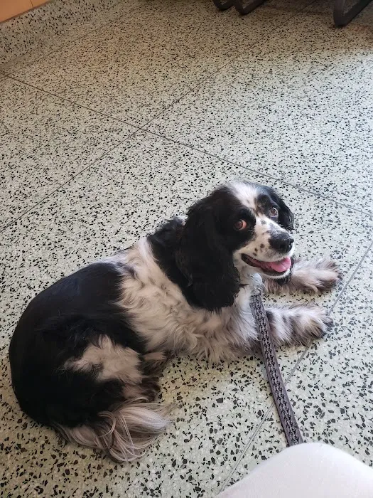 South Gate Dog - Cat Hospital Picture 7