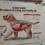 Walker Street Dog & Cat Hospital