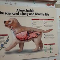 Walker Street Dog & Cat Hospital ico