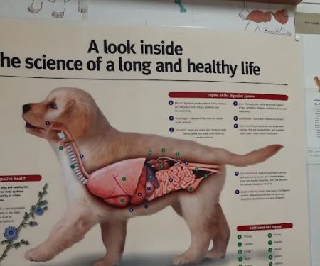 Walker Street Dog & Cat Hospital