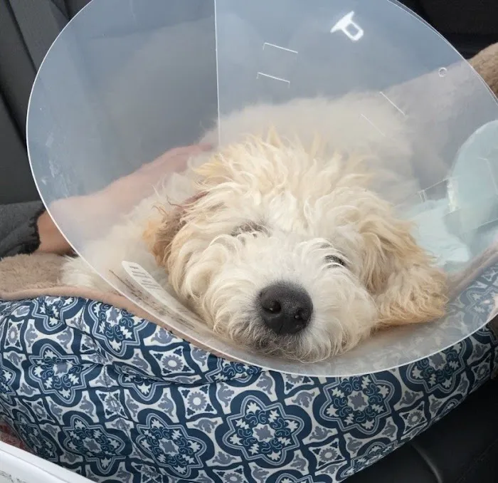 Valley View Animal Hospital Picture 5