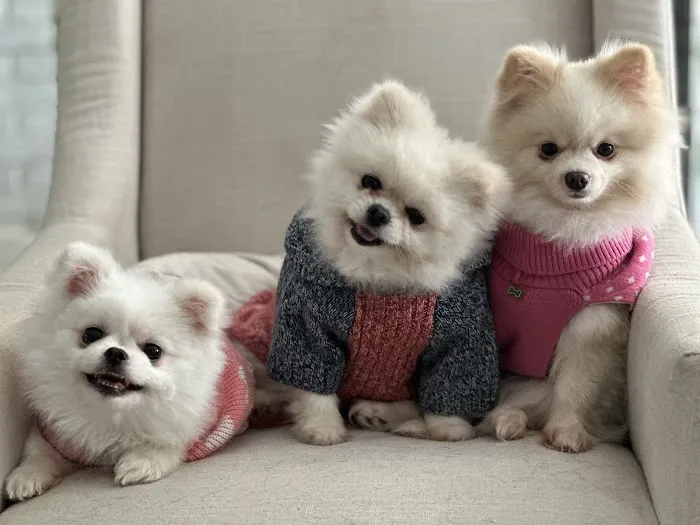 Happy Tails Animal Hospital Picture 2