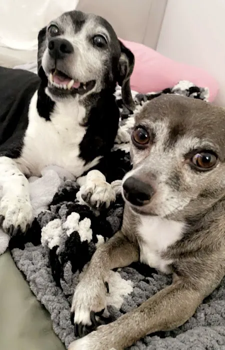 Happy Tails Animal Hospital Picture 5