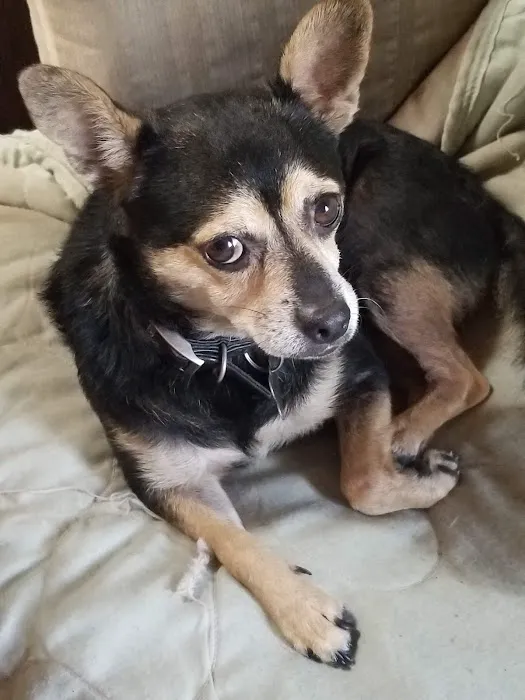 Happy Tails Animal Hospital Picture 9