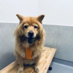 Happy Tails Animal Hospital
