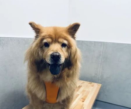 Happy Tails Animal Hospital