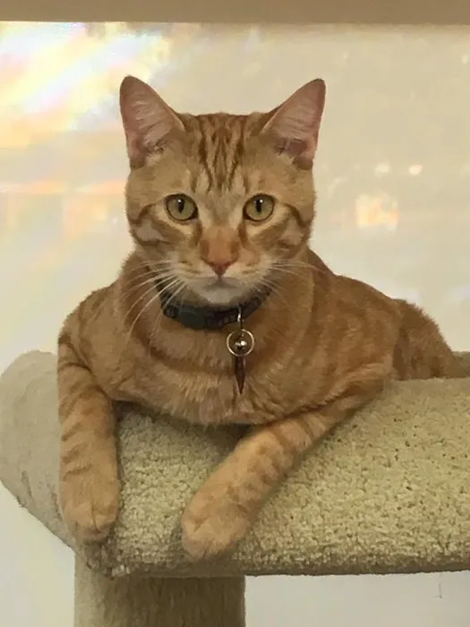 Vet Care Pet Clinic Picture 2