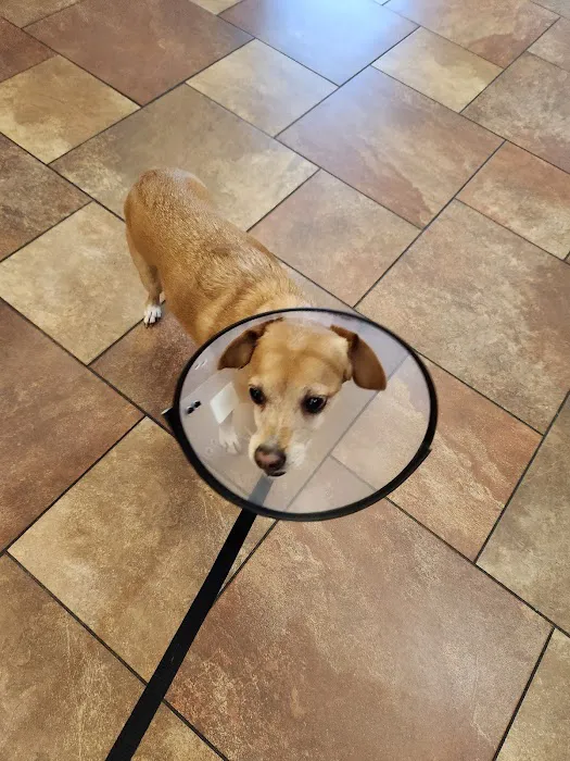 Westbury Animal Hospital Picture 10