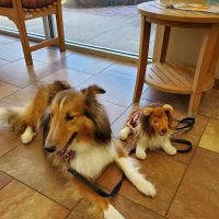 Westbury Animal Hospital ico