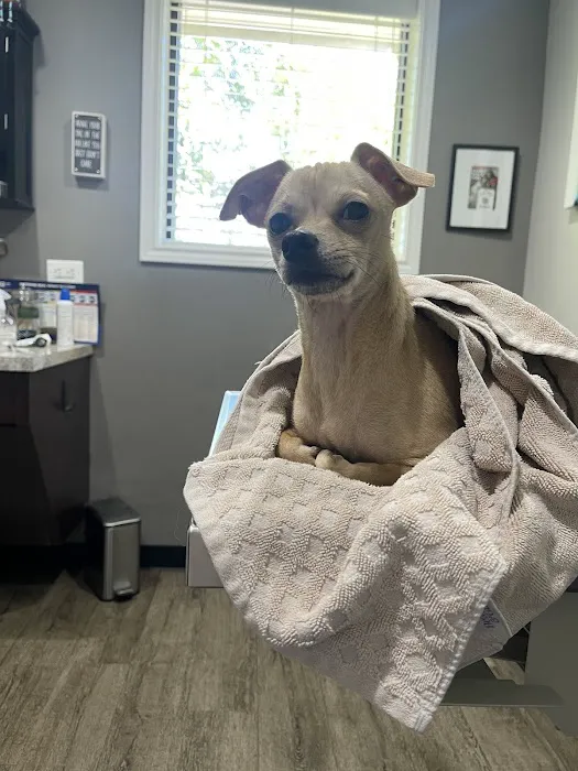 Bellaire-Richmond Pet Hospital Picture 2