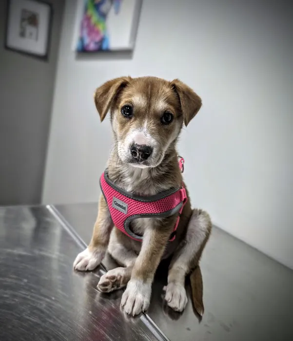 Bellaire-Richmond Pet Hospital Picture 10