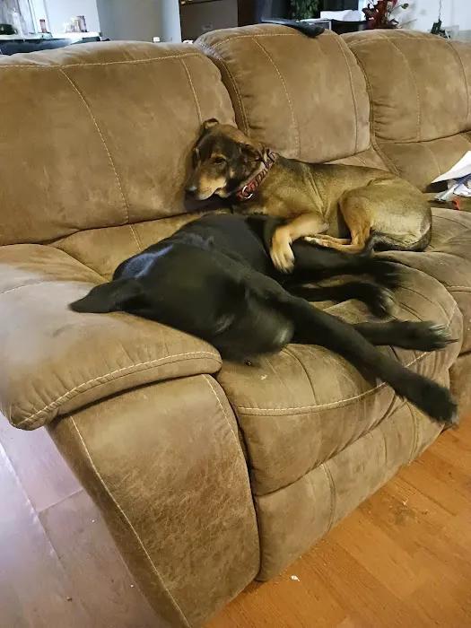 Palm to Paws Picture 6