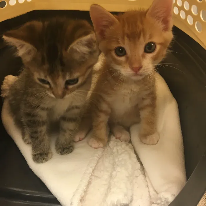 Tanglewood Animal Hospital Picture 6