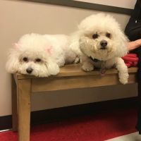 Tanglewood Animal Hospital ico