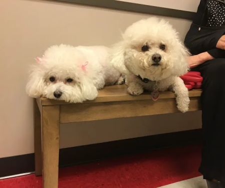 Tanglewood Animal Hospital