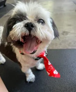 Q Veterinary Hospital Galleria Picture 4