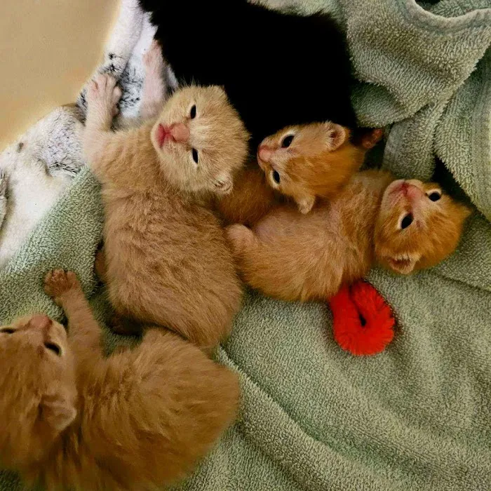 Q Veterinary Hospital Galleria Picture 9