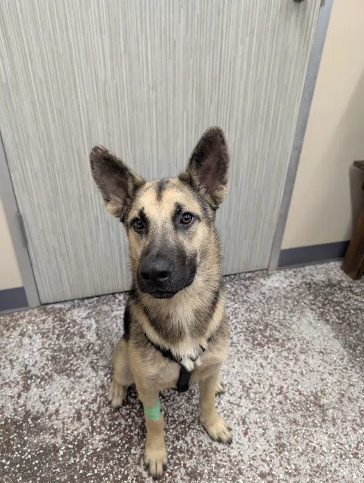Braescroft Animal Clinic Picture 6