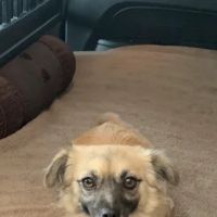 Braescroft Animal Clinic ico