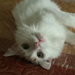 Voss Road Animal Clinic