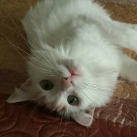 Voss Road Animal Clinic ico