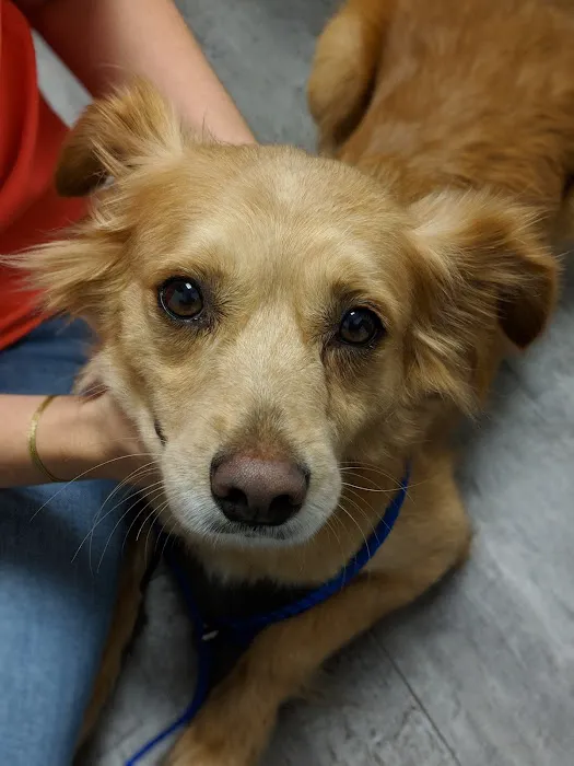 Voss Road Animal Clinic Picture 5