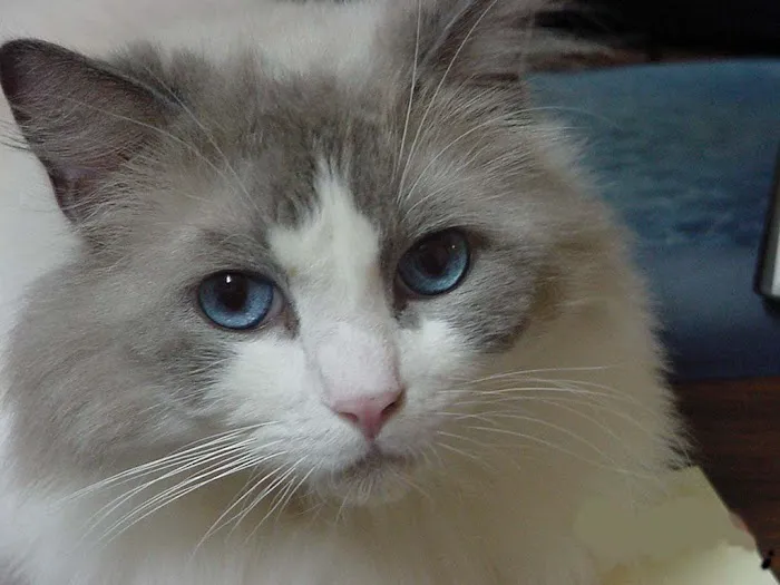 Voss Road Animal Clinic Picture 2