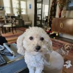 Fondren Animal Hospital