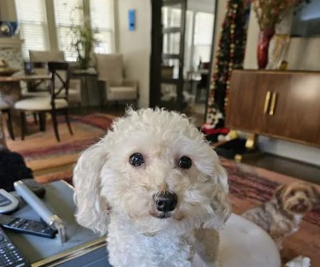 Fondren Animal Hospital