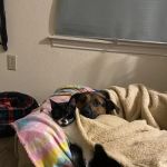 Banfield Pet Hospital