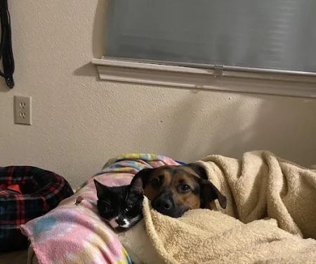 Banfield Pet Hospital