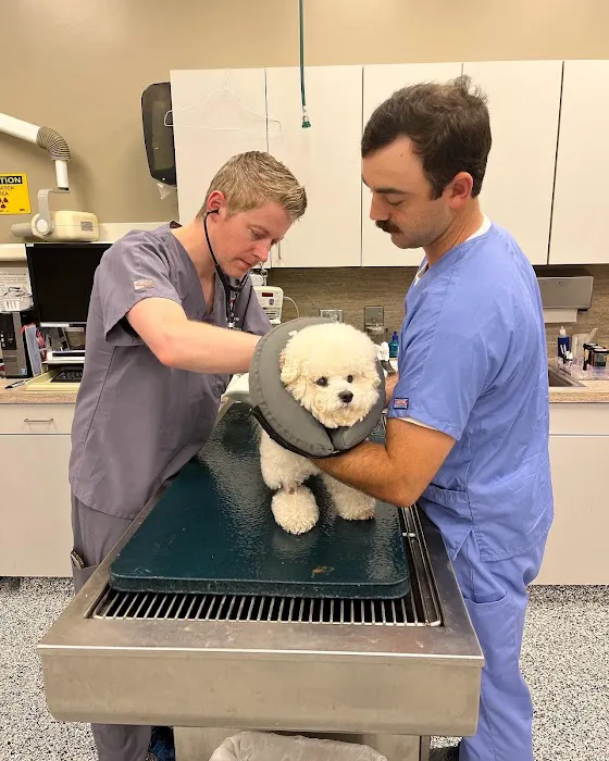 H-Town Veterinary Specialists (Spring Branch) Picture 2