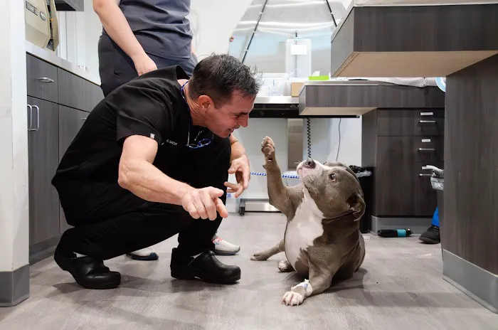 H-Town Veterinary Specialists (Spring Branch) Picture 3