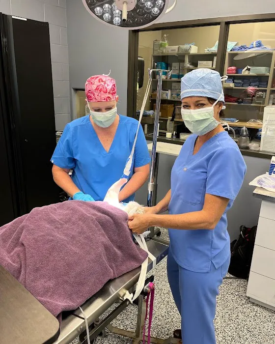H-Town Veterinary Specialists (Spring Branch) Picture 1
