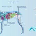 Replenish Pet Chiropractic and All natural dog products