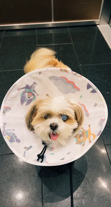 VCA Spring Branch Animal Hospital Picture 3