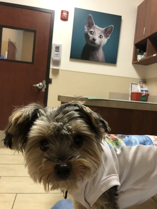 VCA Spring Branch Animal Hospital Picture 2