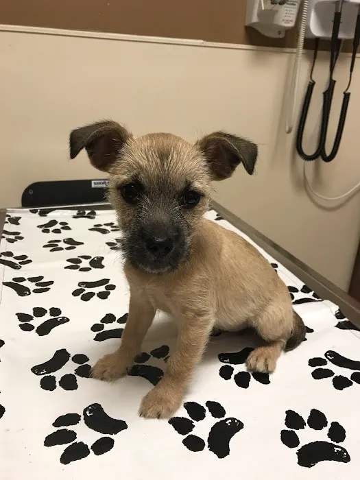 VCA Spring Branch Animal Hospital Picture 6