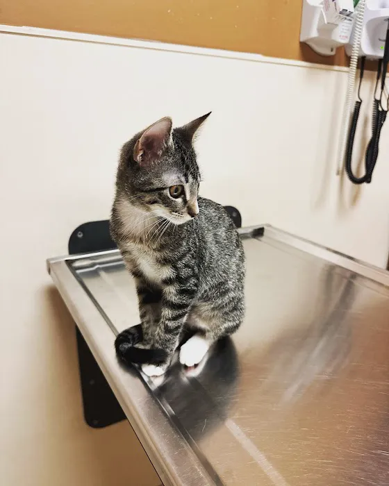 VCA Spring Branch Animal Hospital Picture 5