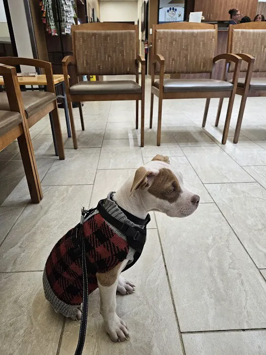 VCA Spring Branch Animal Hospital Picture 7