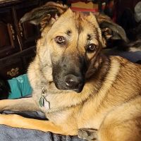 Emancipet ico