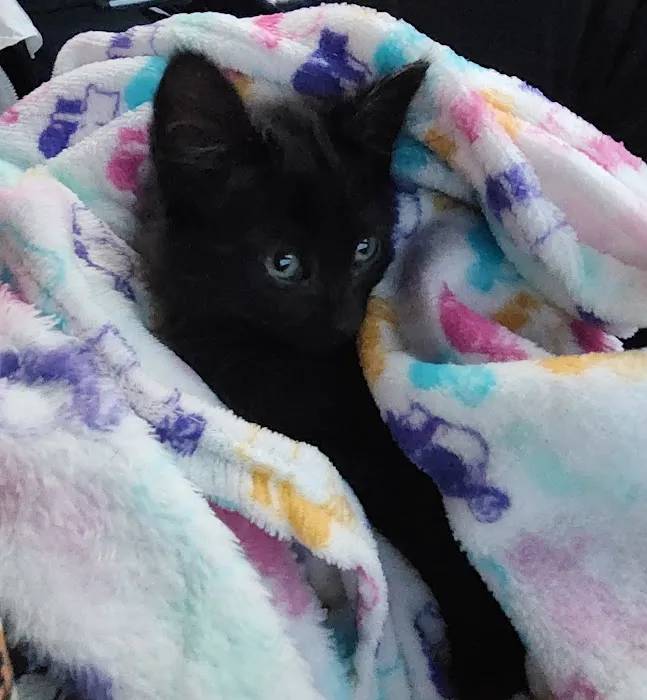 Emancipet Picture 9