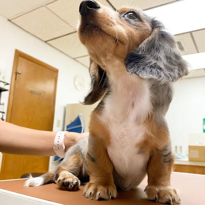 Baxter and Cleo Veterinary Clinic Picture 5