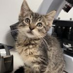 Baxter and Cleo Veterinary Clinic