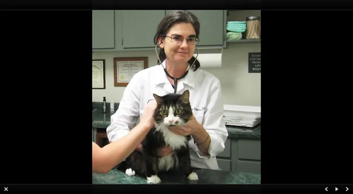 Memorial Cat Hospital Picture 10