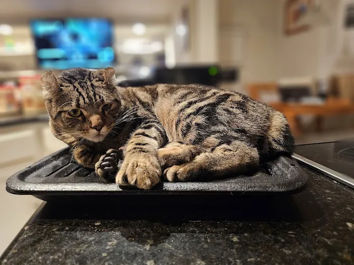 Memorial Cat Hospital Picture 3