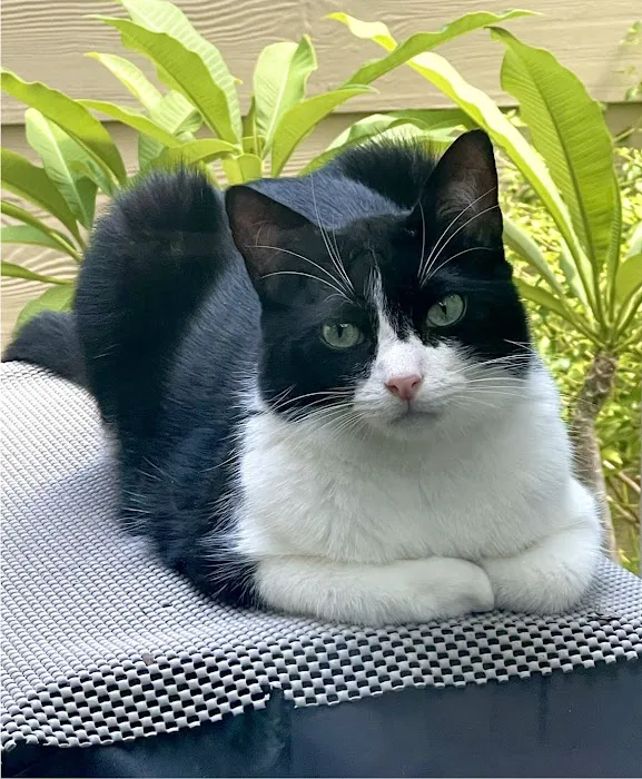Memorial Cat Hospital Picture 7