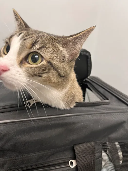 Memorial Cat Hospital Picture 6