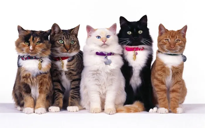 Memorial Cat Hospital Picture 8