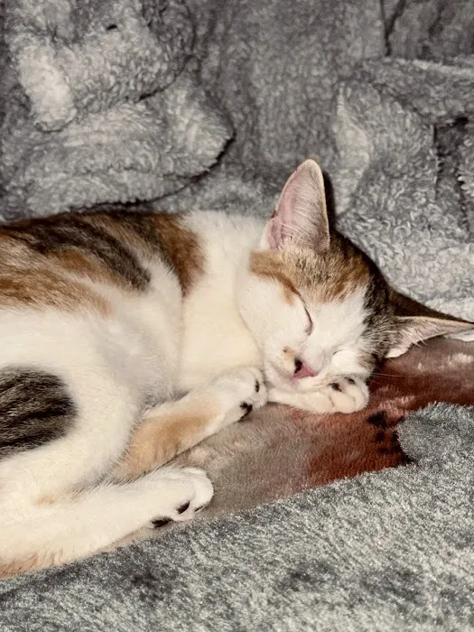 Memorial Cat Hospital Picture 5